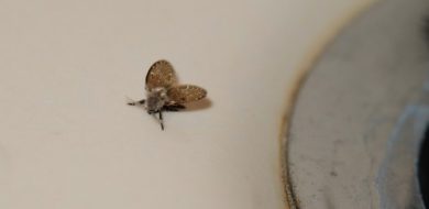 Can Bleach Eliminate Bathroom Flies in My Home?