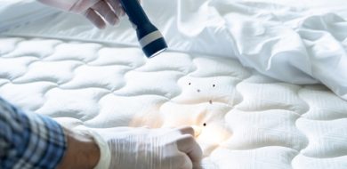 How To Check For Bedbugs On Your Mattress?
